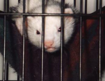 IMAGE: Larric Behind Bars