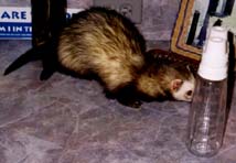 IMAGE: Luther helping with Sierra's niece's bottle