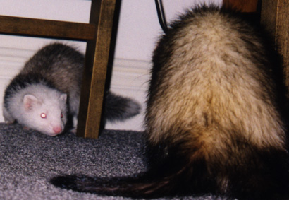 IMAGE: Luther and Larric checking each other out