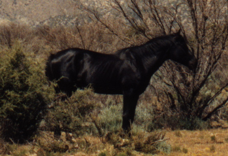 the feral stallion up close